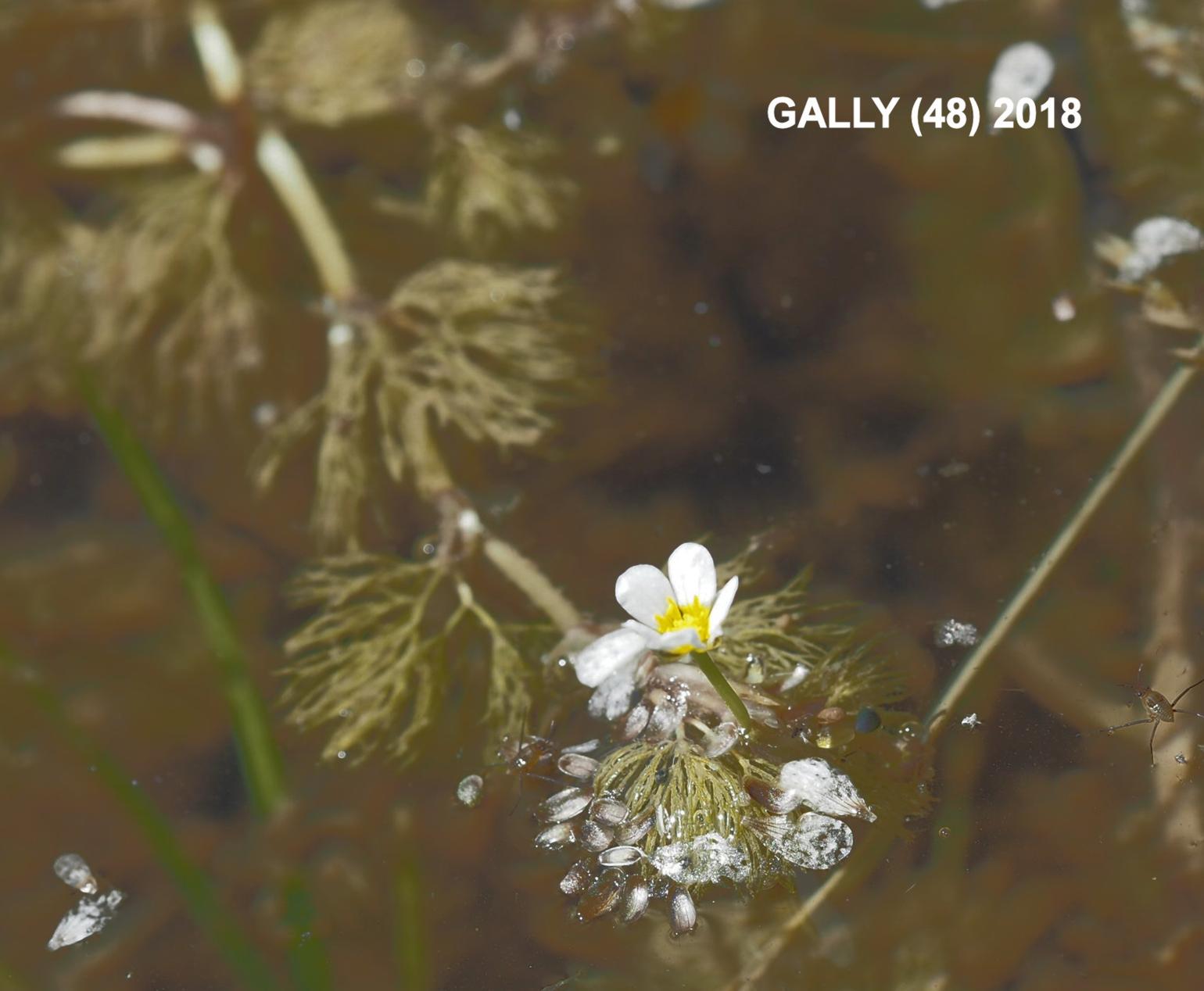 Water Crowfoot, Rigid-leaved